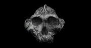 Ancestors: The Humankind Odyssey - żyje i ewoluuje