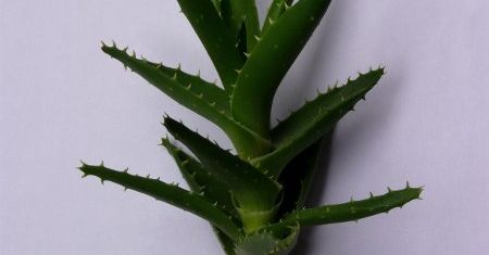 Gorzki jak Aloes