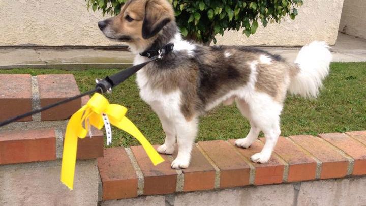 Yeloow Dog - projekt w obronie praw psów