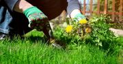 Wyrywasz chwasty z trawnika? Użyj 2 składników z kuchni, a znikną same