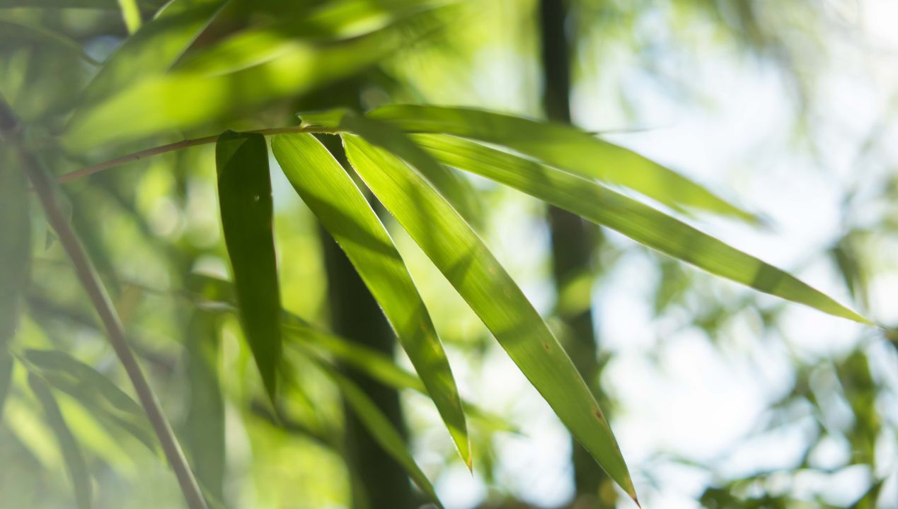 bambus drzewiasty fot. freepik