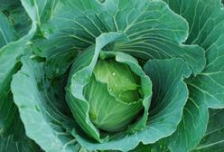 Jednej nocy ukradli z pola 750 kg warzyw. Szybko wpadli w zasadzkę