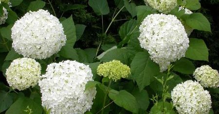 Hortensja krzewiasta (Hydrangea arborescens)