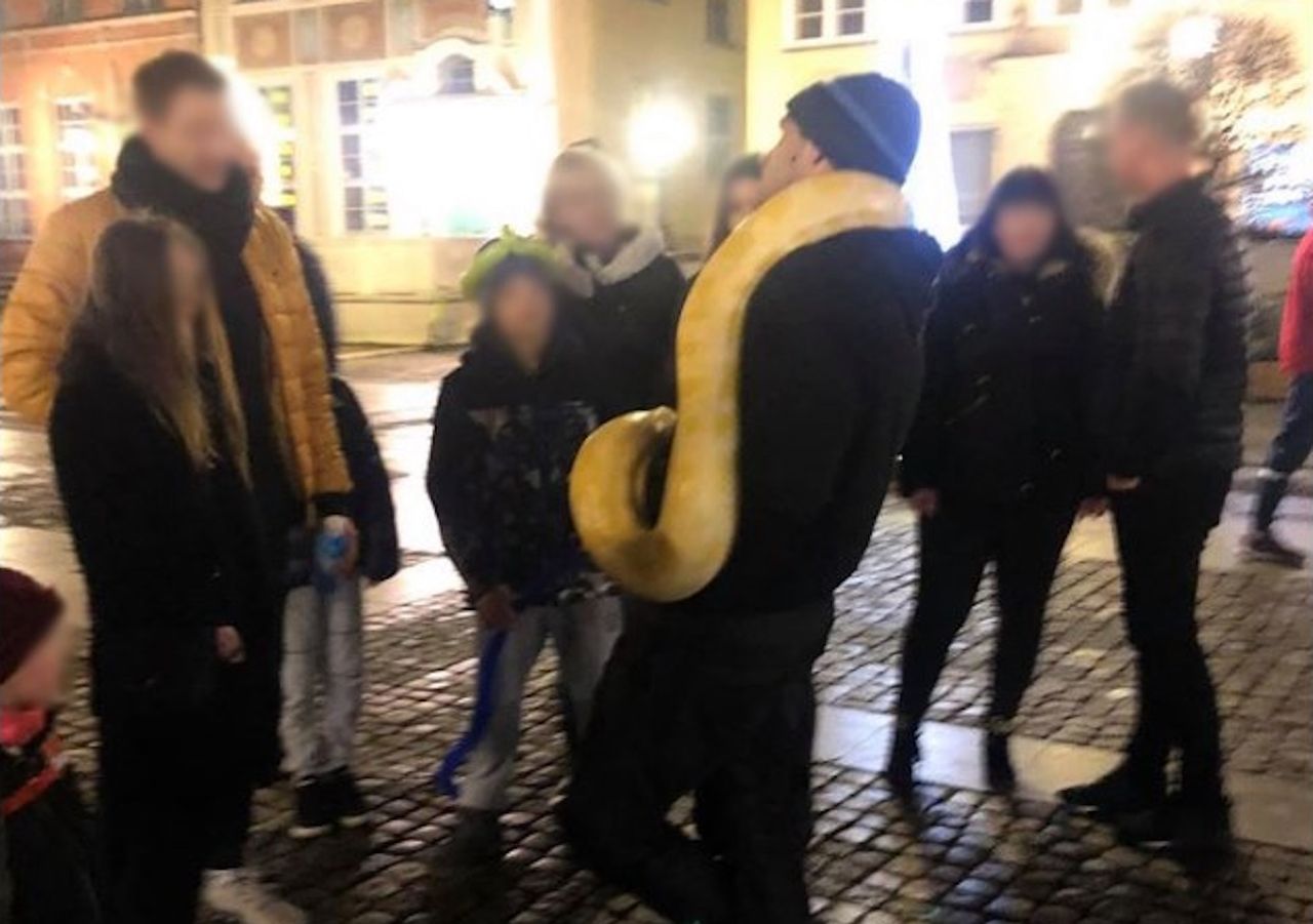 Egzotyczny wąż w Gdańsku. Niepokojąca atrakcja turystyczna