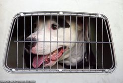 Wałbrzych: pies rzucił się na dziecko. Ojciec ranił go nożem w głowę