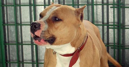 Dwójka dzieci w stanie ciężkim w szpitalu. Pogryzł je amstaff