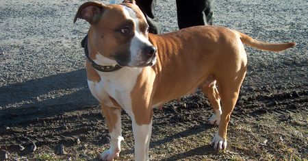 Amstaff pogryzł dwoje dzieci. Właściciel zabił psa