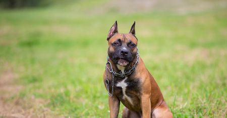 Lublin. Pies amstaff przy zwłokach bez głowy. Szokujące wyniki sekcji