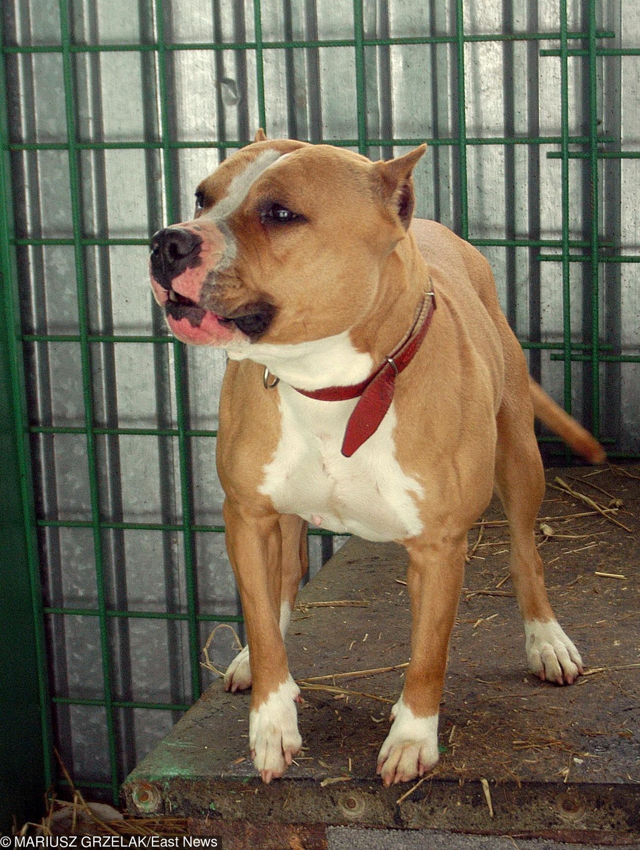 Sosnowiec. Amstaff wpadł w szał, zaatakował dwie osoby