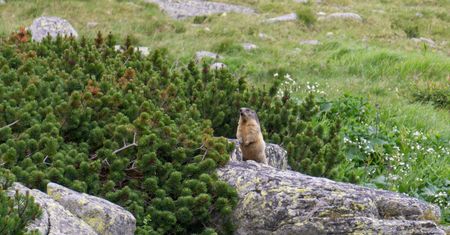 Dzień Świstaka 2020 - co to za święto i kiedy wypada?