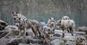 Formalnie nie łamią prawa. Jednak nęcenie dzikich zwierząt jedzeniem pokazuje brak wyobraźni