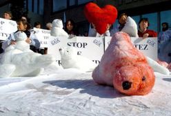 Protest przeciwko zabijaniu fok