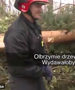 "Olbrzymie drzewa, prawda?" 45 sekund rozmowy strażaków z ministrem "zerwanym z choinki"