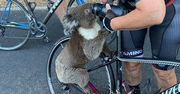 Australia. Spragniony koala zatrzymał rowerzystkę. Poruszające nagranie