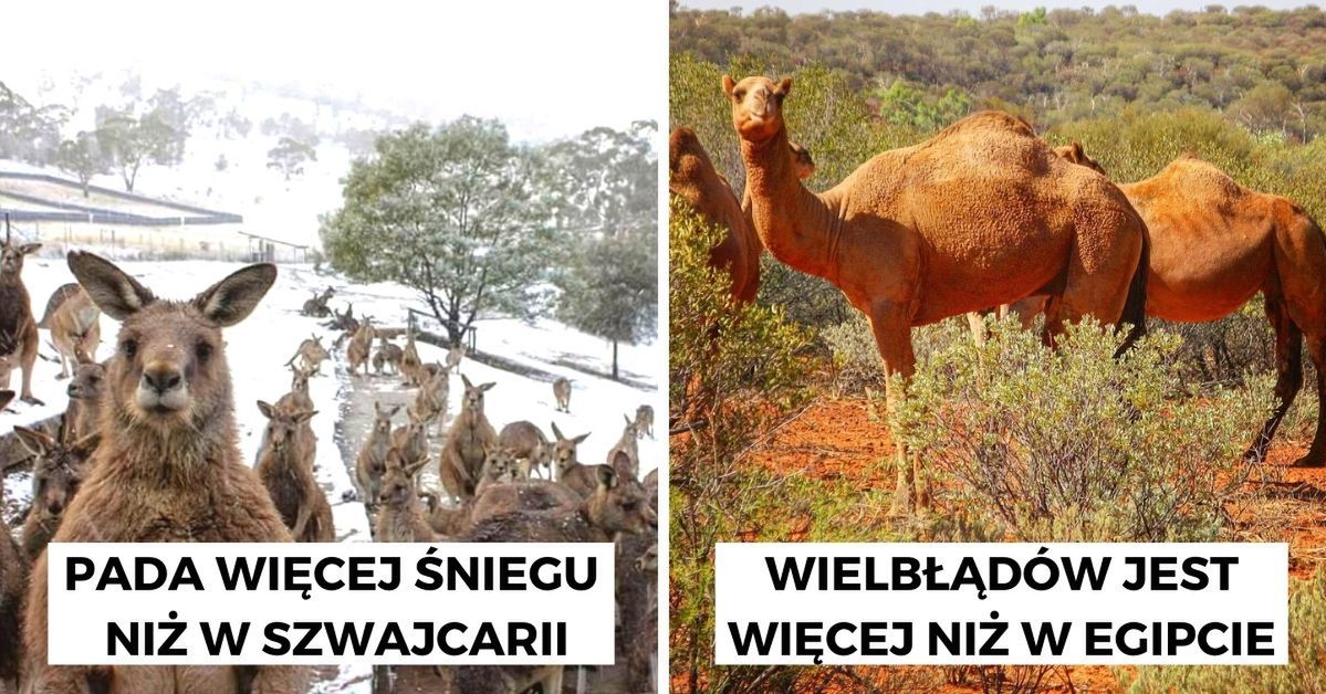 W krainie kangurów i jadowitych węży. 11 ciekawostek o Australii, które zadziwią każdego