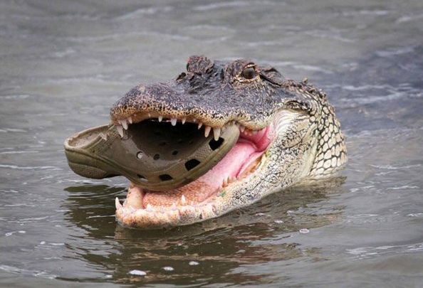 Krokodyl w crocsach