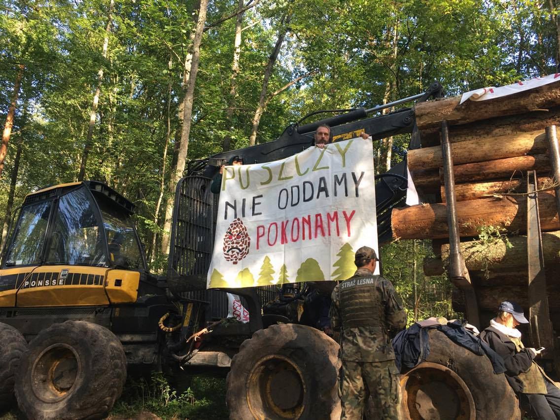 Ekolodzy wciąż bronią Puszczy Białowieskiej