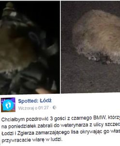 Łapki lisa przymarzły do drogi. "3 gości z BMW" uratowało zwierzaka przed zamarznięciem