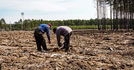 Leśnicy zapraszają na sadzenie drzew