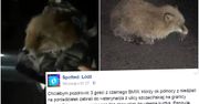 Łapki lisa przymarzły do drogi. "3 gości z BMW" uratowało zwierzaka przed zamarznięciem