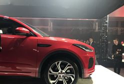 Mały Jaguar bryluje w mediach społecznościowych. Ambasadorką Małgorzata Socha