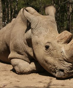 Nie żyje ostatni biały nosorożec północny, ale jest szansa na przetrwanie gatunku. "Był delikatnym olbrzymem"