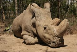 Nie żyje ostatni biały nosorożec północny, ale jest szansa na przetrwanie gatunku. "Był delikatnym olbrzymem"