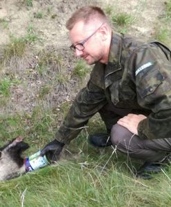 Borsuk i "puszka śmierci". Spryt leśniczego uratował zwierzaka