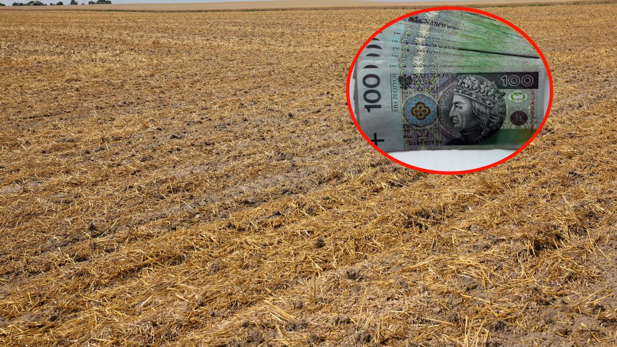 Tegoroczna susza w wielu rejonach Polski, nawet nie pozwoliła wzejść zasianym roślinom. 