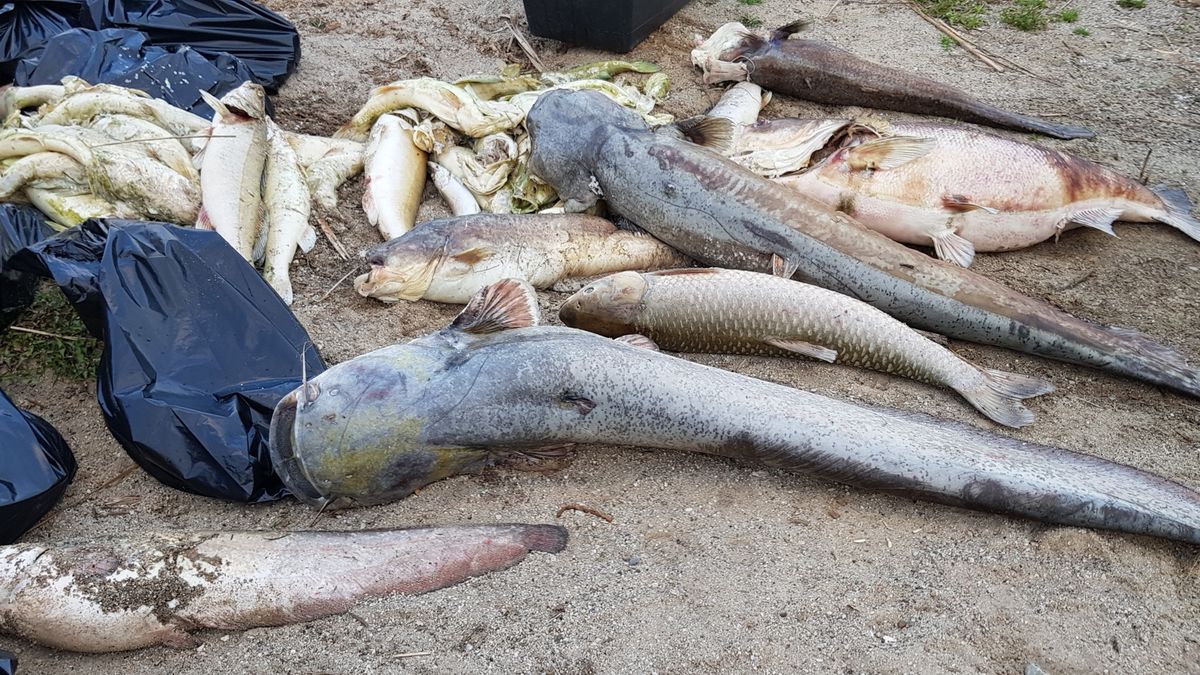 Wędkarze na brzegach Jeziora Koskowickiego znaleźli około 1,5 tony sumów. 
