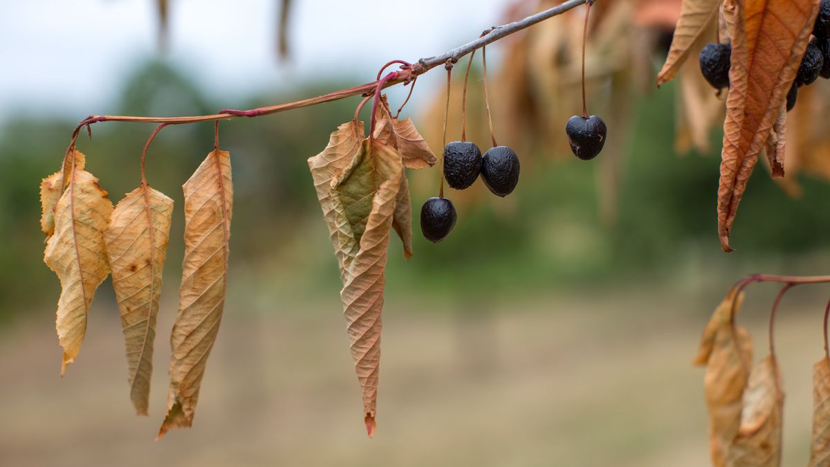 Zainteresowanie kredytami preferencyjnymi w roku 2019 znacznie wzrosło. Głównym powodem są klęski spowodowane suszą