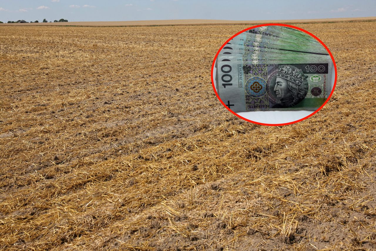 1000 plus, czyli nowy rządowy program. "Puste słowa. Niewielu rolników dostanie pieniądze"  