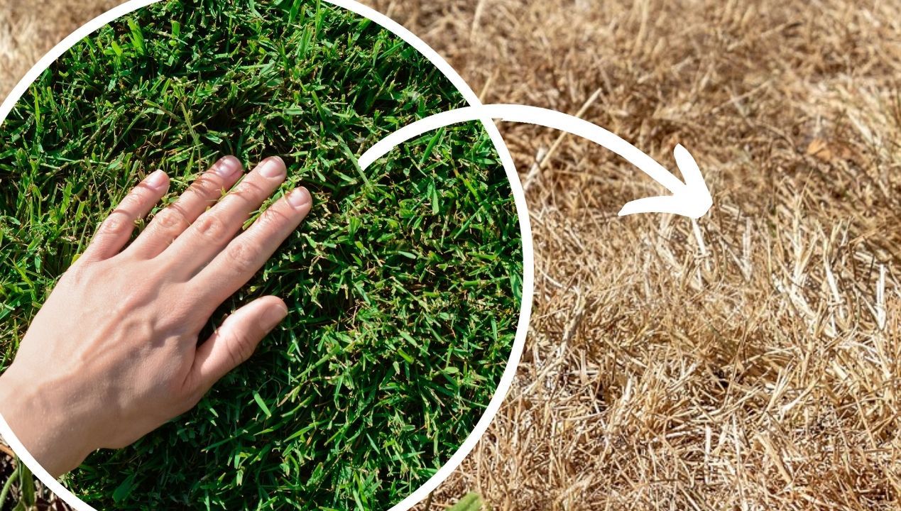 jak chronić trawnik przed suszą fot. freepik / pixabay