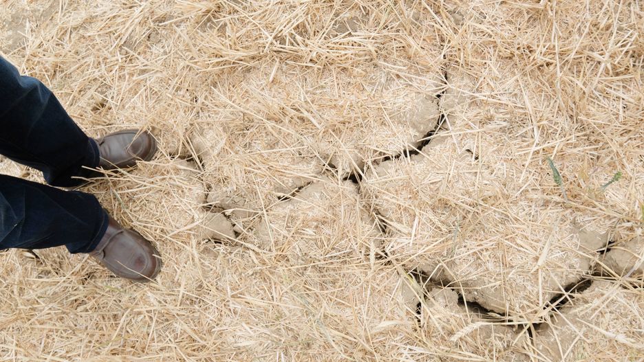 Susza w Polsce daje się we znaki rolnikom