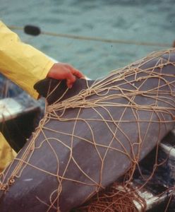 Po fokach - morświn. Zwierzę z rozciętym brzuchem na plaży w Mechelinkach