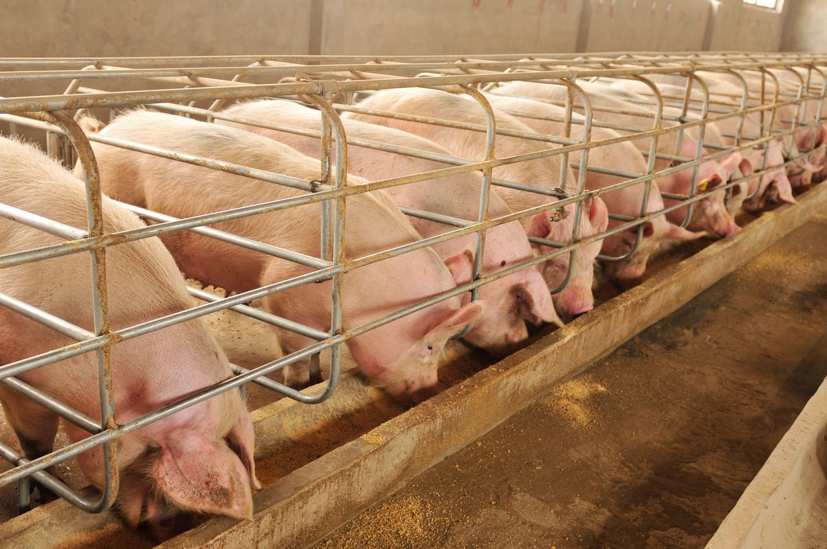 Czesi boją się ASF i wprowadzają obowiązkowe badania sprowadzanej z zagranicy wieprzowiny