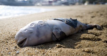 Bałtyk. Rośnie liczba martwych morświnów na plażach