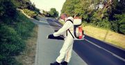 Plaga śmierdzących wijów w Śląskiem. Gmina walczy z problemem