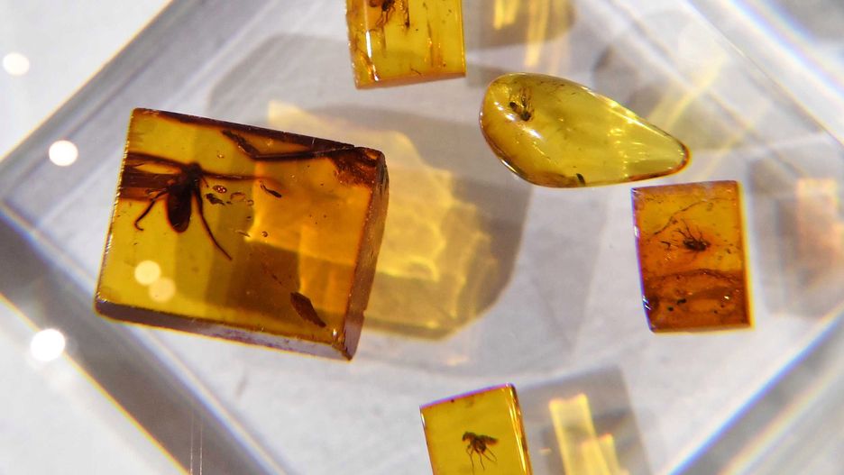 Gąsienica w bursztynie znad Bałtyku. Niezwykłe odkrycie sprzed 44 milionów lat.