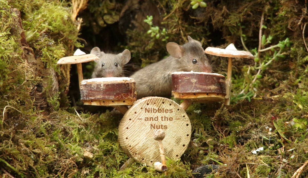 George the Mouse in a log pile house/facebook