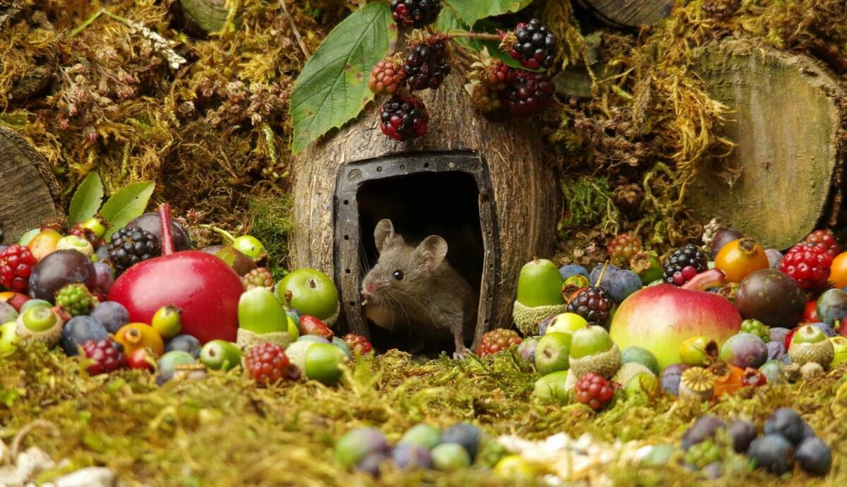 George the Mouse in a log pile house/facebook