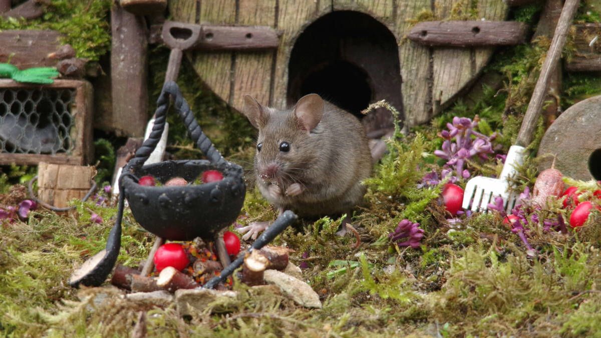 George the Mouse in a log pile house/facebook