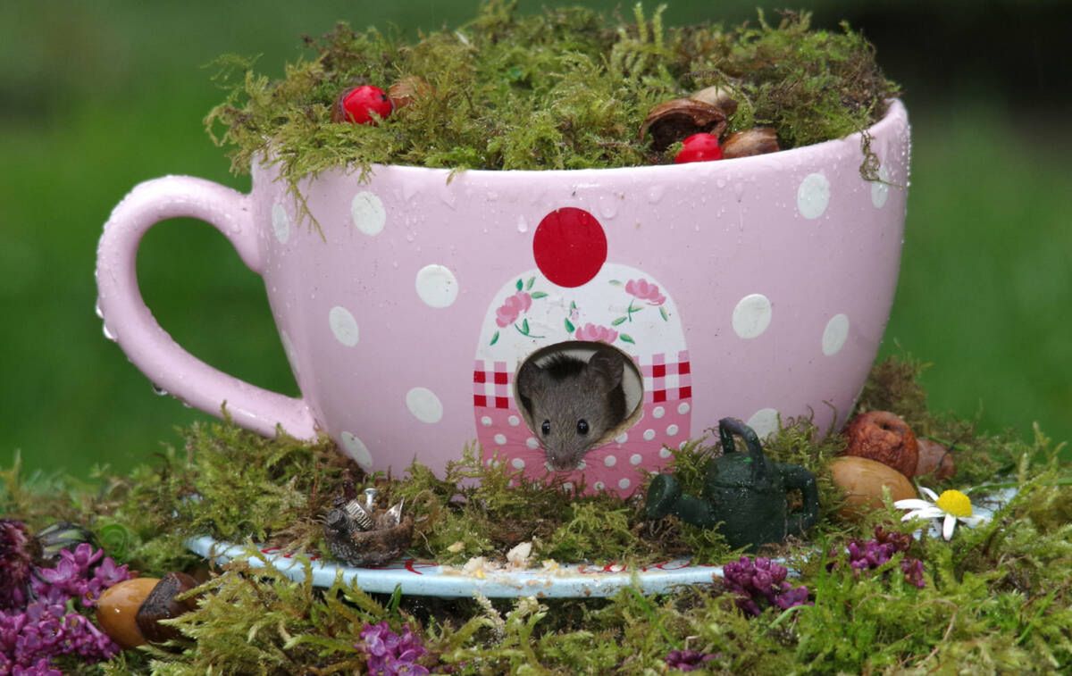 George the Mouse in a log pile house/facebook