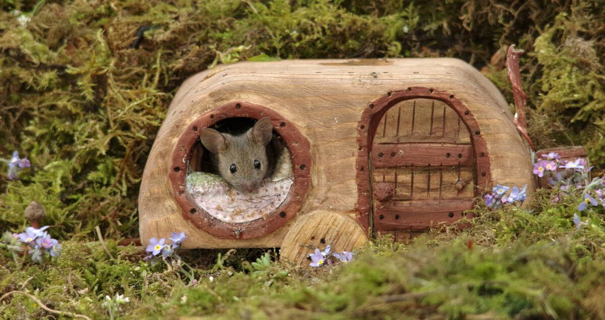 George the Mouse in a log pile house/facebook