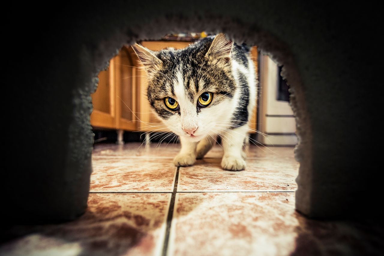 Cat waiting for mouse to come out of his hole (mouse point of view)