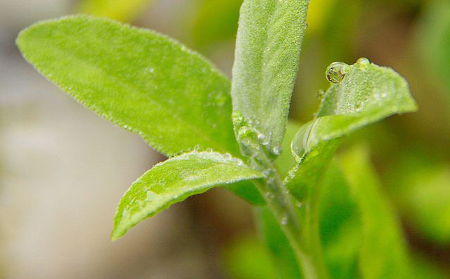 Szałwia pomaga też w łagodzeniu dolegliwości ze strony układu pokarmowego