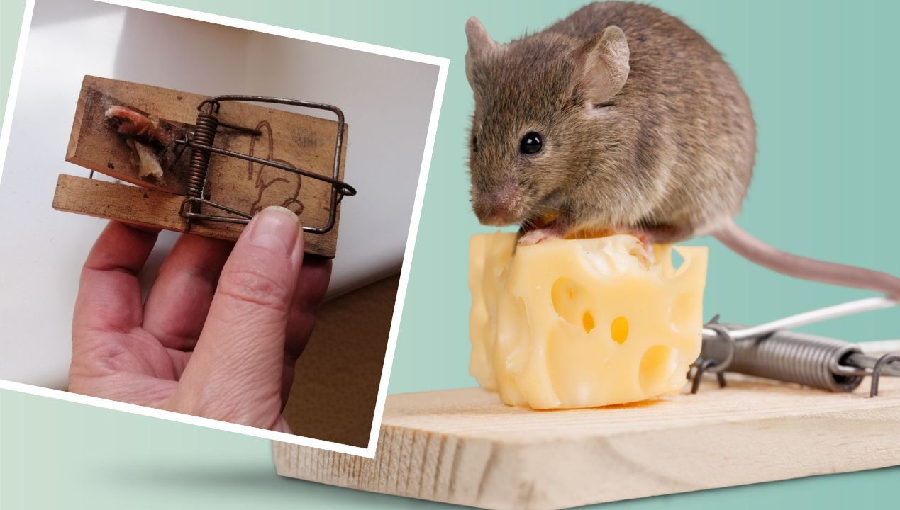 Co włożyć do pułapki na myszy? Ich największy przysmak to wcale nie ser