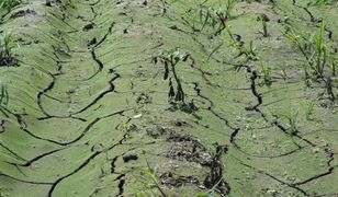 ARiMR. Nadal można składać wnioski o rekompensatę w związku z suszą