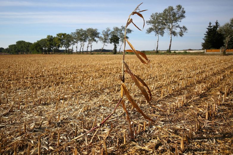 Poszkodowani przez susze rolnicy będą mogli składać wnioski o rekompensaty od 3 października
