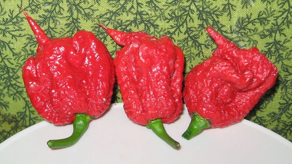 Carolina Reaper to najostrzejsza papryczka świata